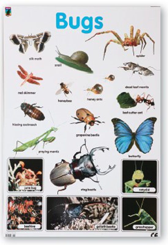 BUGS CHART Clever Toys