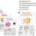 HUMAN ANATOMY POSTER PACK - SET OF 5 (SET 2)